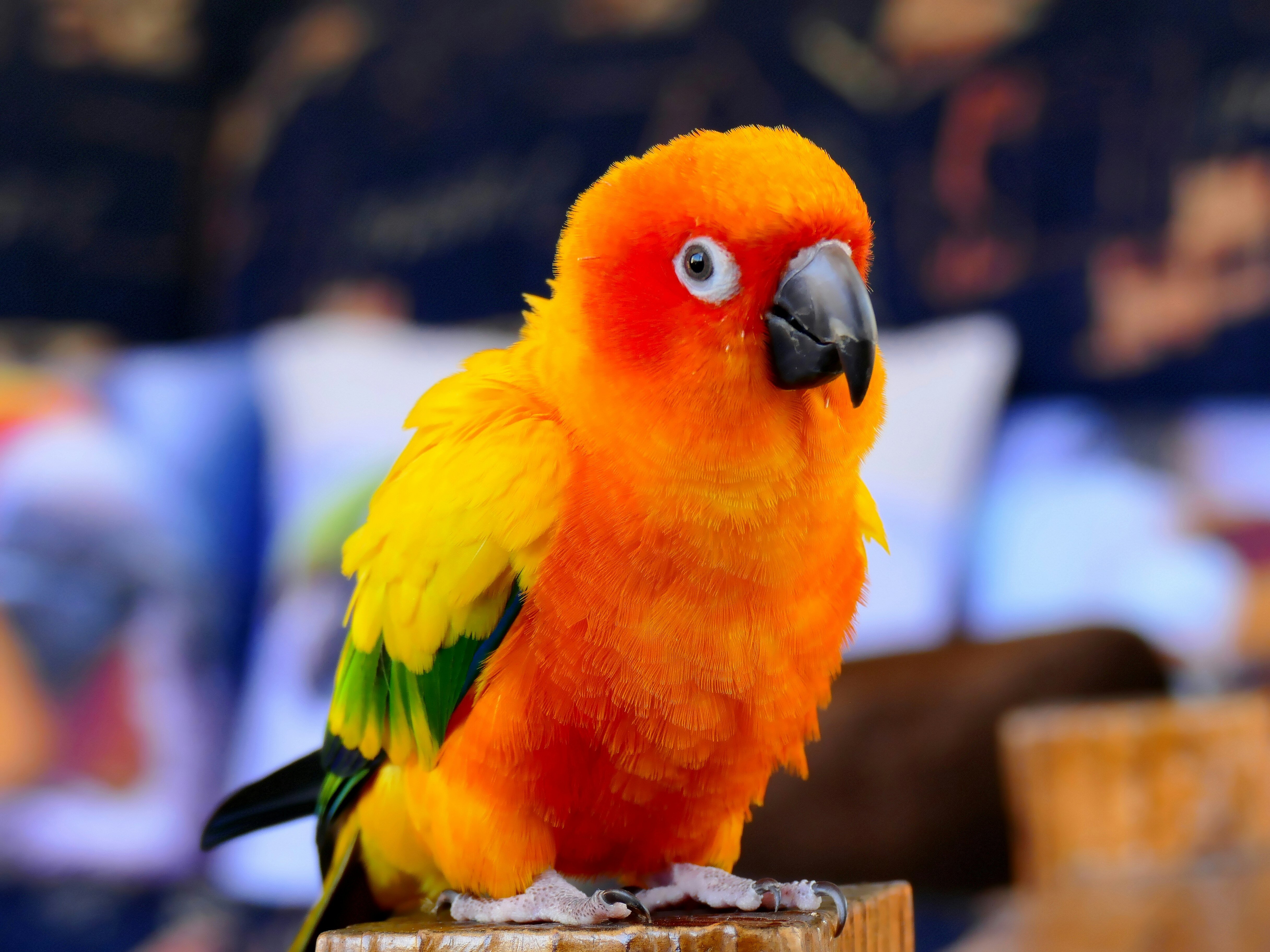 Birds