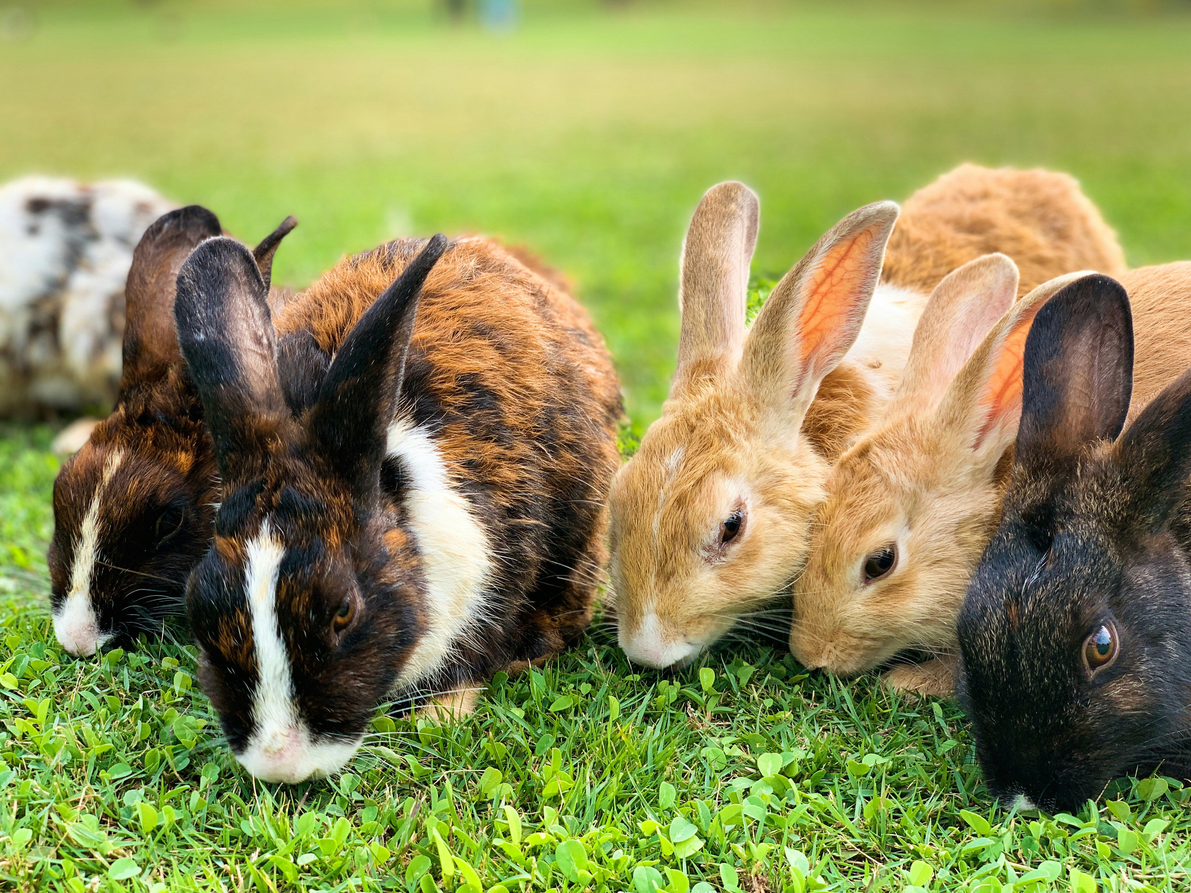 Bunnies
