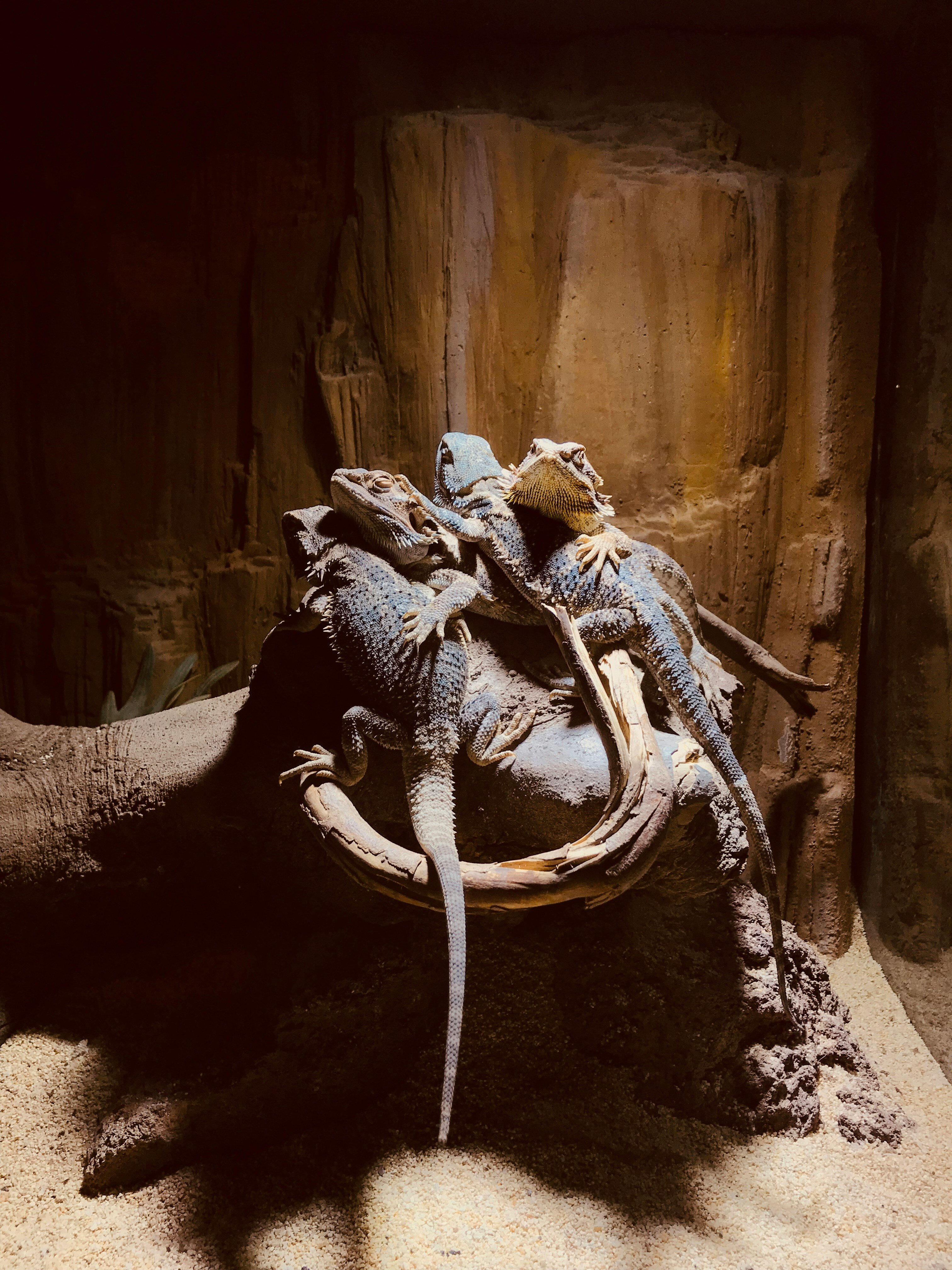Reptiles